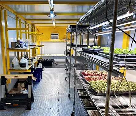Microgreens grown in a storage container